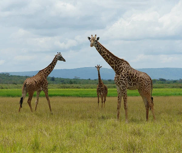 Uma Vista Natural Girafas Pastando Pastagem Sob Céu Nublado — Fotografia de Stock