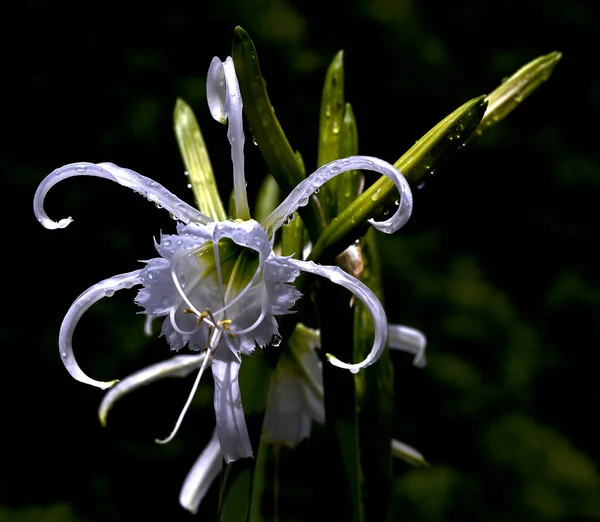 Zbliżenie Ujęcia Hymenokallis Kwiat Kwitnący Ogrodzie Botanicznym — Zdjęcie stockowe