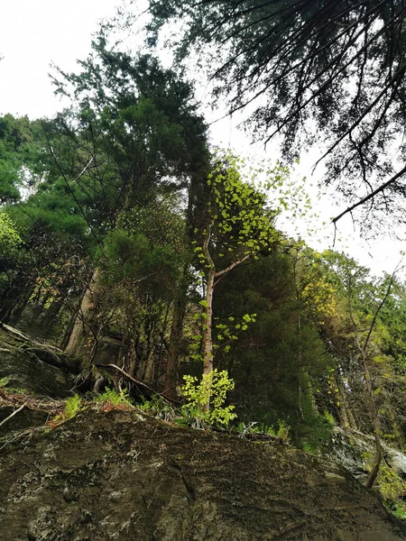 Uma Vertical Árvores Verdes Floresta Torno Montanha Floyen Bergen Noruega — Fotografia de Stock