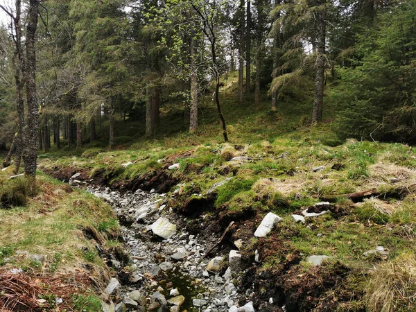 Ein Felsiger Bach Fließt Durch Den Wald Rund Den Floyen — Stockfoto