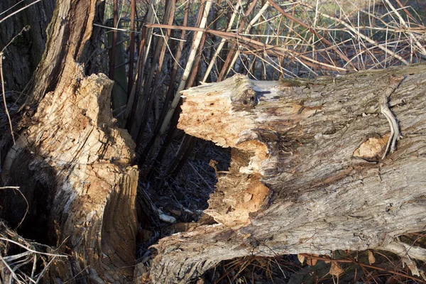 Zlomený Strom Tvaru Zvířecí Tváře Údolí Porúří Německo Zimě — Stock fotografie