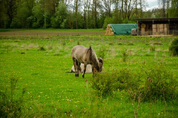 Los Dos Caballos Adorables Que Pastan Campo Verde Fondo Del —  Fotos de Stock