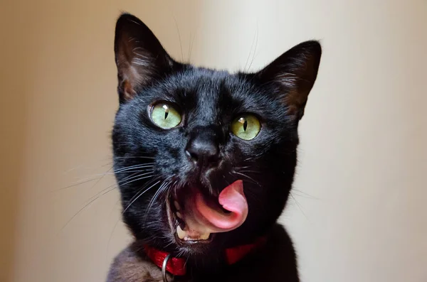 Dilini Çıkarmış Yeşil Gözlü Bir Kara Kedinin Portresi — Stok fotoğraf