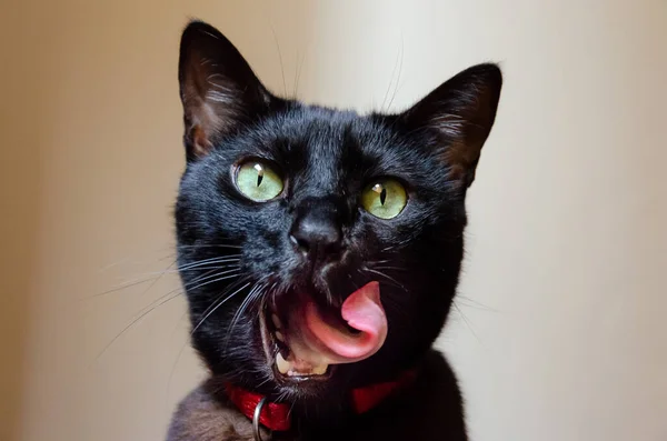 Retrato Gato Negro Ojos Verdes Con Lengua Fuera — Foto de Stock