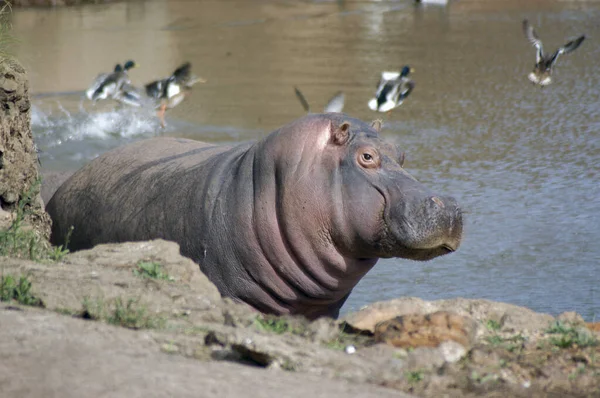 Hipopótamo Comum Nativo Continente Africano Grande Mamífero Artiodáctilo — Fotografia de Stock