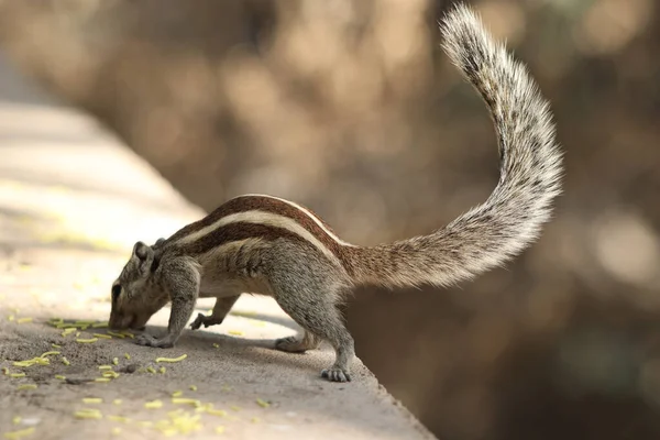 표면에 나무에서 떨어진 귀여운 다람쥐 — 스톡 사진