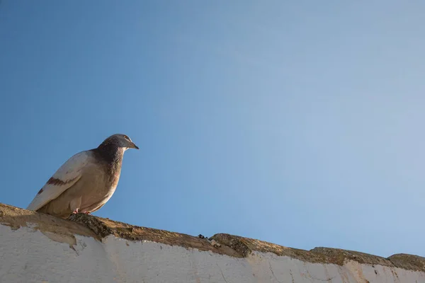 Shot Pigeon Blue Sky Background — Zdjęcie stockowe