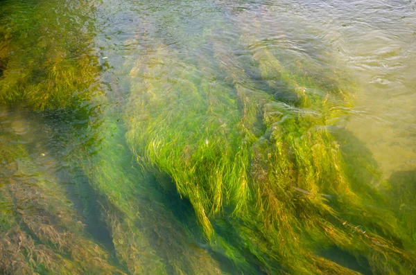 Una Vista Superior Las Algas Verdes Submarinas Para Fondos Texturas —  Fotos de Stock