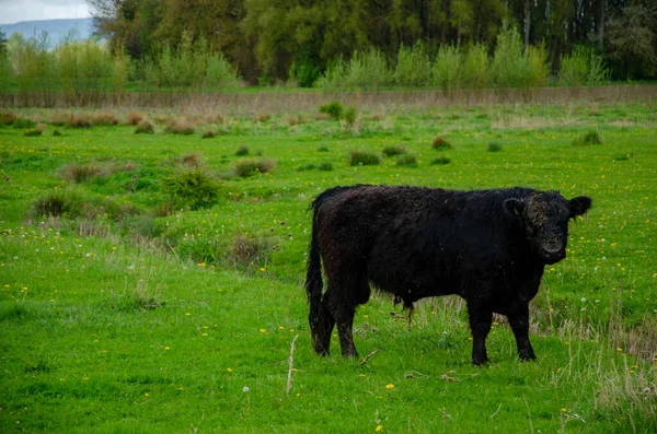 Galloway Marrom Adorável Que Está Campo Verde Fundo Árvores Densas — Fotografia de Stock