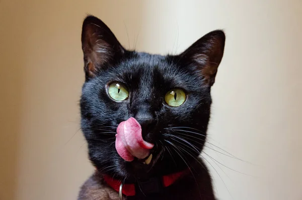Retrato Gato Negro Ojos Verdes Con Lengua Fuera — Foto de Stock