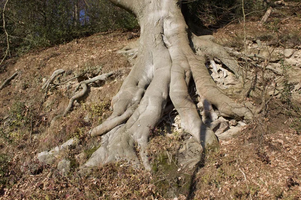 冬にドイツのルール渓谷に大きな根を持つ木 — ストック写真