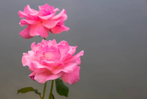 Крупним Планом Знімок Двох Красивих Рожевих Троянд Сірому Фоні — стокове фото