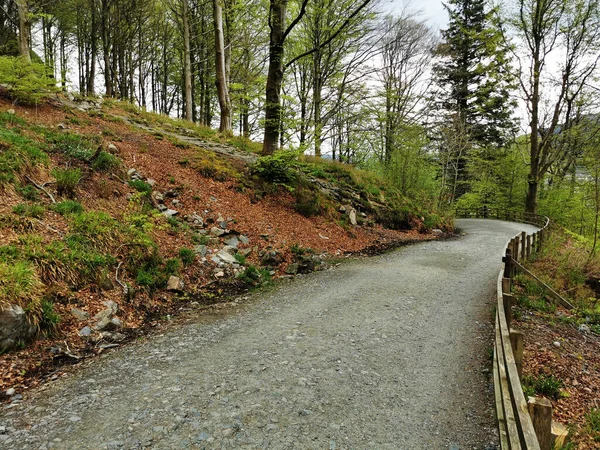 Sentiero Asfaltato Attraverso Foresta Che Circonda Montagna Floyen Bergen Norvegia — Foto Stock