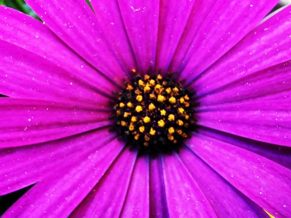 Primer Plano Una Daisybush Púrpura — Foto de Stock