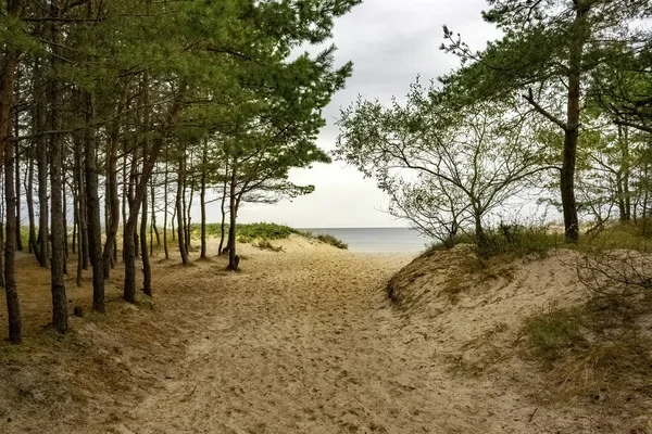 Ścieżka Lesie Plaży — Zdjęcie stockowe