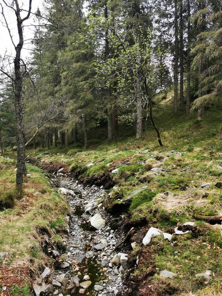 Tiro Vertical Córrego Rochoso Que Flui Através Floresta Torno Montanha — Fotografia de Stock