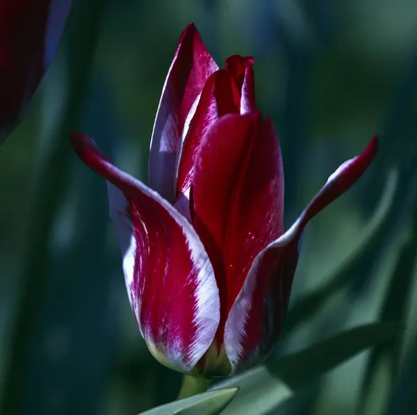 Een Selectieve Focus Van Een Bonte Tulpenbloem Bloeiend Een Veld — Stockfoto