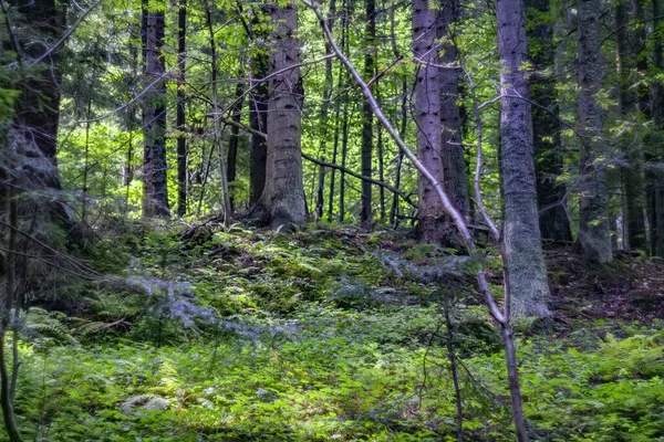 Uma Floresta Com Troncos Árvores Altas — Fotografia de Stock