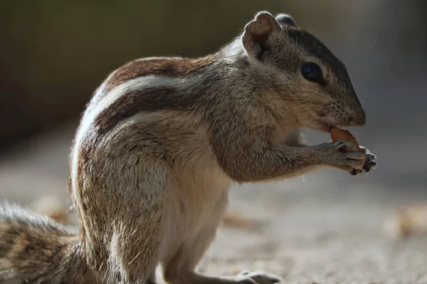 Closeup Adorable Chipmunk Standing Stone Surface Chewing Food Park — Φωτογραφία Αρχείου