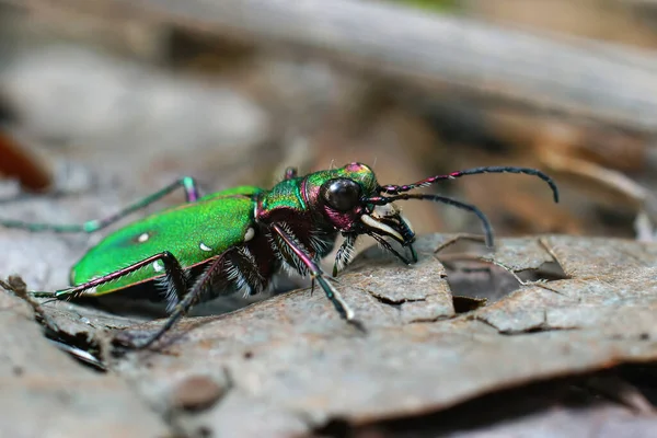 Eine Nahaufnahme Des Grünen Tigerkäfers Auf Einem Getrockneten Blatt — Stockfoto