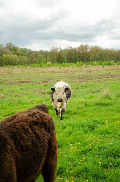 Tiro Vertical Ganado Galopante Adorable Pastando Campo Verde Bajo Cielo — Foto de Stock