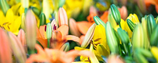 Closeup Shot Colorful Flowers Blurred Background — Stock Photo, Image