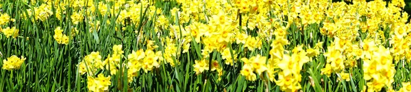 Panoráma Kép Virágágyások Tele Virágzó Nárciszok Tavasszal — Stock Fotó