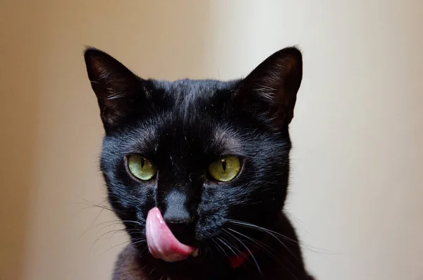 Retrato Gato Preto Olhos Verdes Com Língua Para Fora — Fotografia de Stock