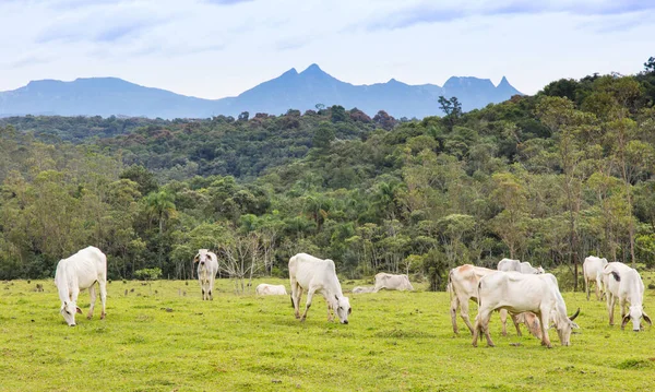 ブラジルの農村部の谷でのヤギの放牧 — ストック写真