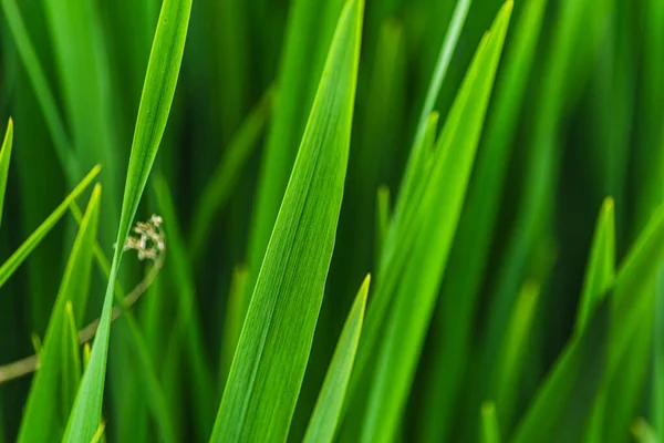 Closeup Shot Vibrant Green Grass Leaves — Stock Photo, Image