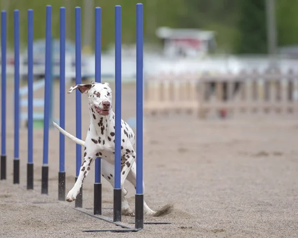 Closeup View Dalmatian Dog Running Black Blue Poles — Stock Photo, Image