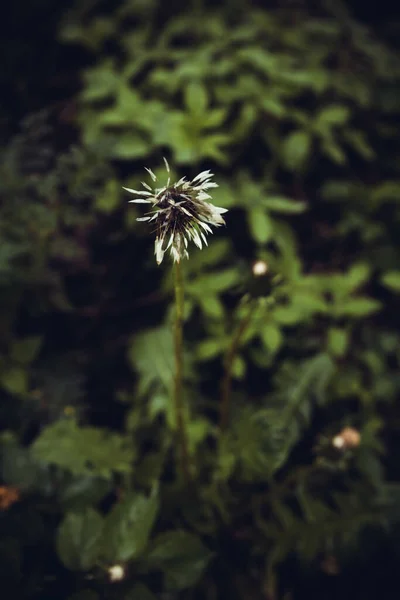 Plan Vertical Pissenlit Mouillé Dans Champ Avec Fond Flou — Photo