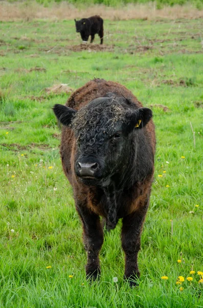 Tiro Vertical Marrón Adorable Galope Ganado Pie Campo Verde — Foto de Stock