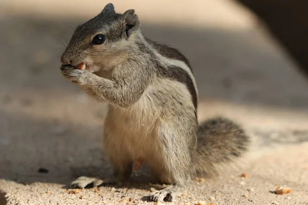 Closeup Shot Adorable Chipmunk Eating Nuts — Stock Photo, Image