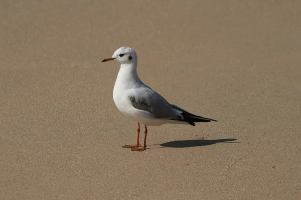 Een Zeemeeuw Staand Wit Zand — Stockfoto