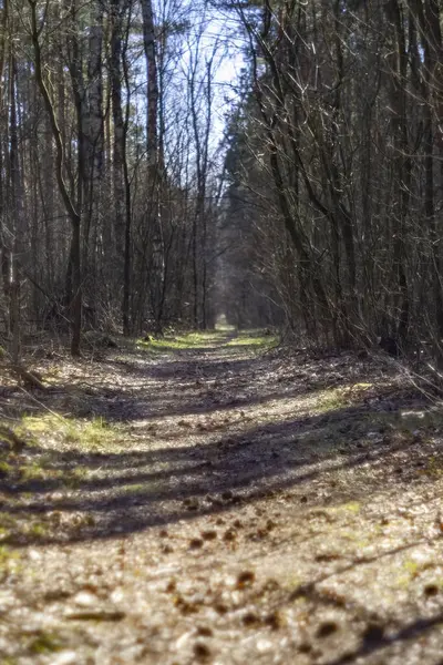 Plan Vertical Sentier Dans Une Forêt — Photo