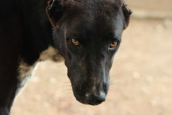 Egy Közeli Kép Egy Fekete Kutyáról Aki Kamerába Néz — Stock Fotó