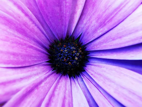 Makro Záběr Fialové Sedmikrásky — Stock fotografie