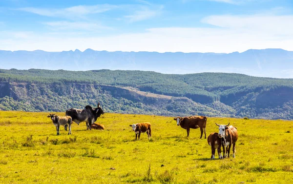 ブラジルの牧草地で牛の放牧と美しい田園風景 — ストック写真