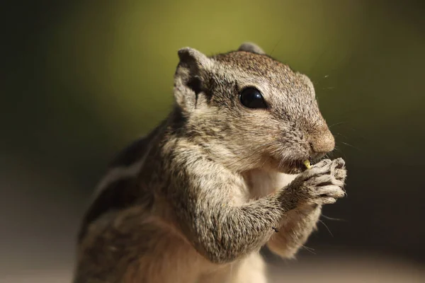 かわいいチプムンクがナッツを食べている — ストック写真