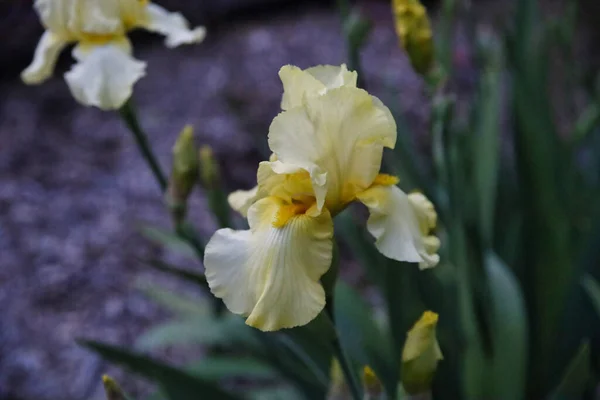 Eine Nahaufnahme Von Gelben Irisblüten Die Johnson Park Indiana Usa — Stockfoto