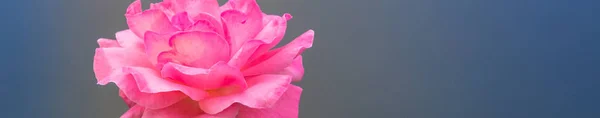 Een Panoramisch Shot Van Een Roze Roos Hoofd — Stockfoto