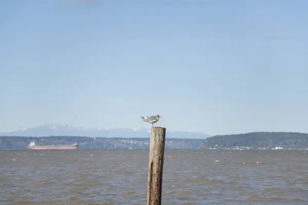 Uma Gaivota Poste Mar Fundo Das Montanhas — Fotografia de Stock