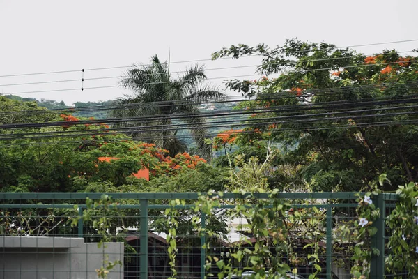 Portão Enorme Com Árvores Tropicais Plantas Uma Rua — Fotografia de Stock