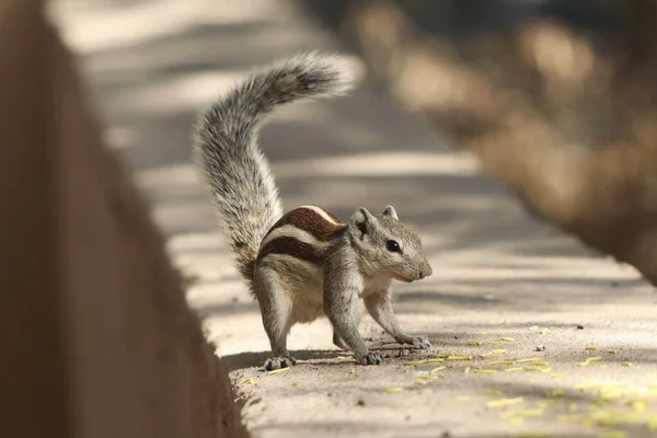 Ein Entzückendes Streifenhörnchen Auf Felsigem Untergrund — Stockfoto