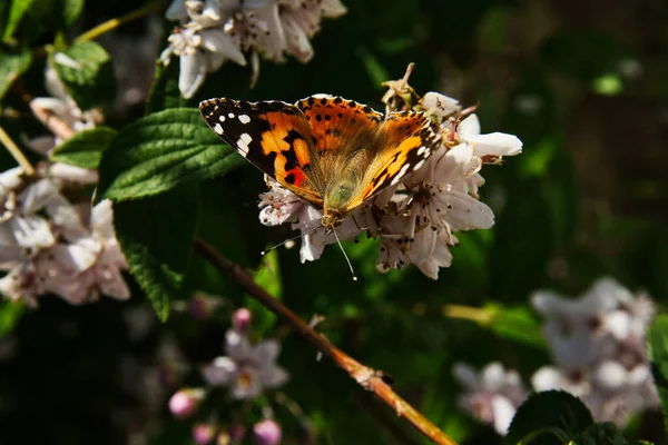 Egy Nemes Nymphalidae Képe Bokron — Stock Fotó