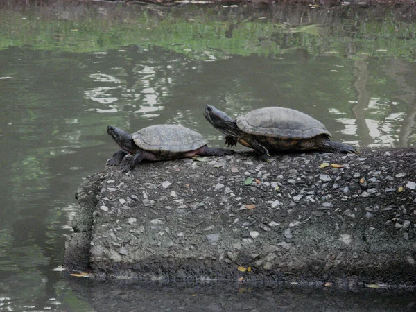 Schildkrötenpaar Auf Einem Felsen Einem Wasserteich Öffentlichen Lumphini Park Bangkok — Stockfoto