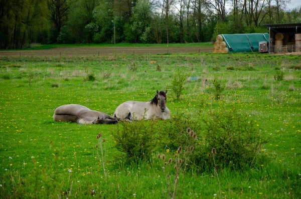 Los Dos Caballos Adorables Que Yacen Hierba Verde Fondo Del —  Fotos de Stock