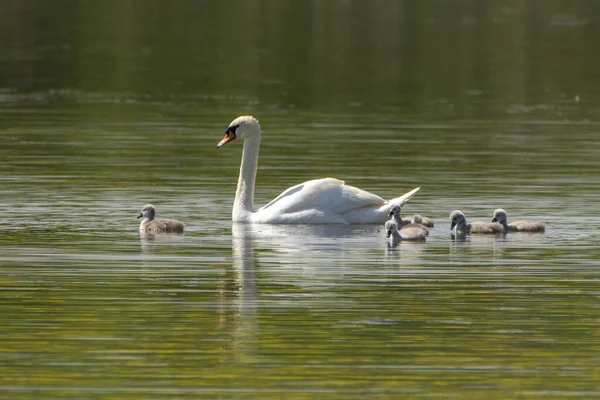 Захватывающий Вид Лебедя Птенцами Плавающими Озере — стоковое фото