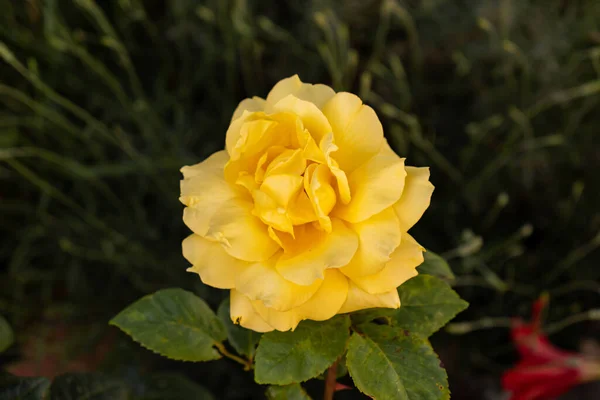 Shrub Yellow Roses Rose Bush Yellow Petaled Roses — Stock Photo, Image